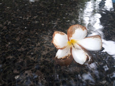 Plumeria white flowers, Plumeria flower floating in the water, Plumeria flower fall in water on cement ground outdoor background, Plumeria white flowers in the water close-upの写真素材