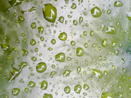 Rain drops on a leaf background, Green Leaf Background, drops of water on a leaf, Green nature background is a drop of water from the rain that remains on the leavesの写真素材
