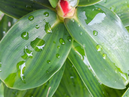 Rain drops on a leaf background, Green Leaf Background, drops of water on a leaf, Green nature...