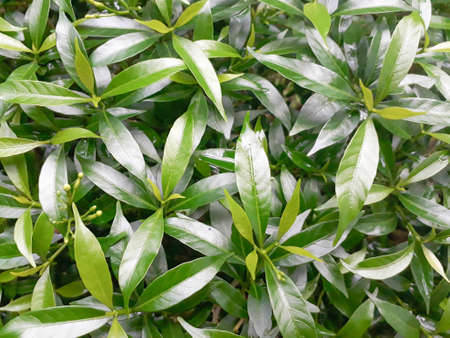 Green Leaf Background, Green nature background, Green leaves background, photo concept nature and...