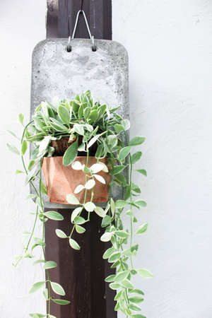 Green liana on a wall for background, Green leaves on the wall background, Leaves on the walls,...