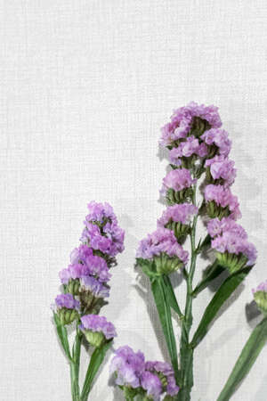 flowers on white background, Flowers beautiful gift nature, flower composition on the white...