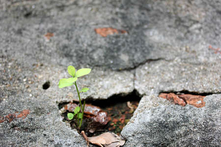 tree, Little tree, Little tree growing from cracked concrete, The tree grows from cement, A flower grows on a stone wall, Beautiful tree growing on cement floor. Small tree grows through cracked floor.の写真素材