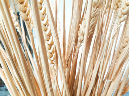 Wheat ears on a burlap background, Close-up of wheat strawsの写真素材