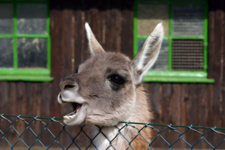Lama laughing at fenceの写真素材