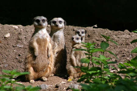 Suricates posing for family portraitの写真素材