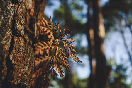 pine tree and leafの写真素材