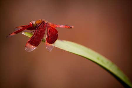 a beautiful red dragonfly on the tip of a leaf with soft dark reddish brown backgroundの写真素材