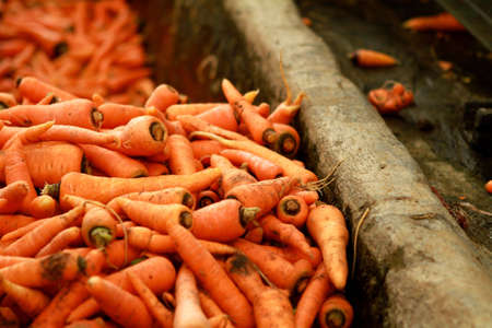 pile of carrot on harvest agriculture の写真素材