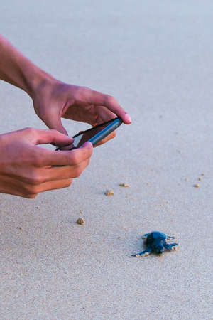 man take a picture of baby sea turtle using cellphoneの写真素材