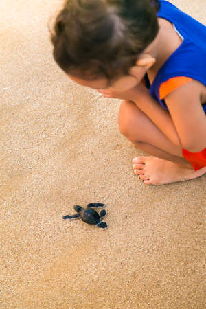 little girl looking closely at baby sea turtleの写真素材