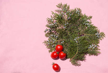 Pine leaves with cherry tomatos on pink beckground. Minimalist conceptの写真素材