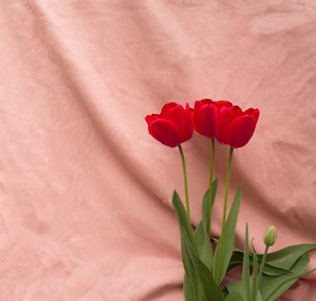 Red summer flowers on pink background. Minimalistic real vibesの写真素材