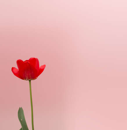 Red summer flower on pink background. Minimalistic background vibesの写真素材