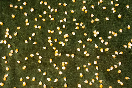 Corn on green background. Realistic look on patternの写真素材