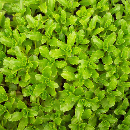 Greenish summer background. Fresh real vibesの写真素材