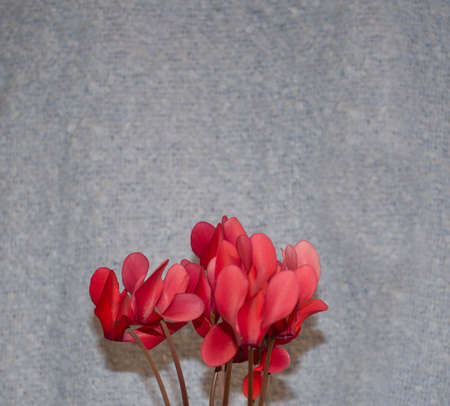 Coral-colored flowers on a gray background. Celebrate love. Minimalist conceptの写真素材