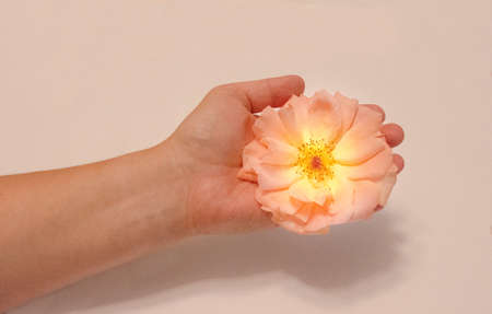 A beautiful orange-pink rose on a woman's hand shines with its beauty. Minimalist conceptの写真素材