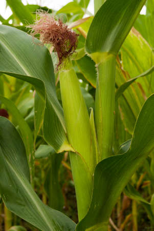 An ear of corn field