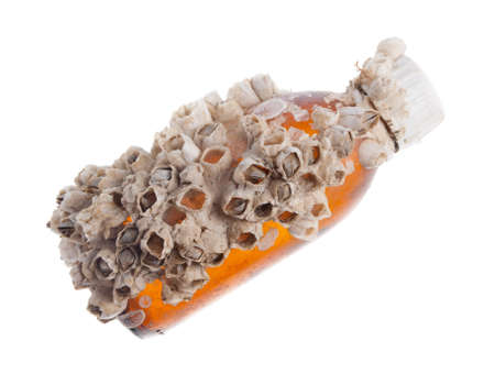 Sea acorn colony on a bottle, pollution of nature