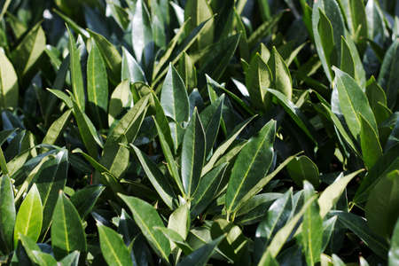 Bright laurel bush, laurus nobilis, bay treeの写真素材