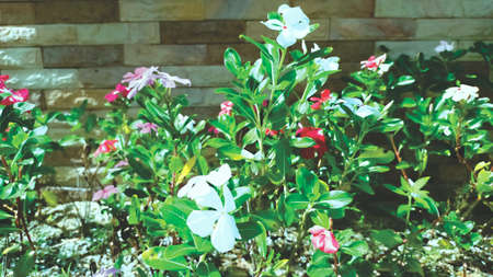 Flower is getting grow up in the outdoor gardenの写真素材
