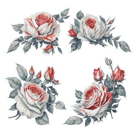 Set of Red and White Rose Flower Arrangement Watercolor Illustration.のイラスト素材