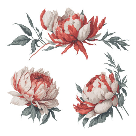 Peonies White Red Watercolor Flower Arrangement Collection.のイラスト素材