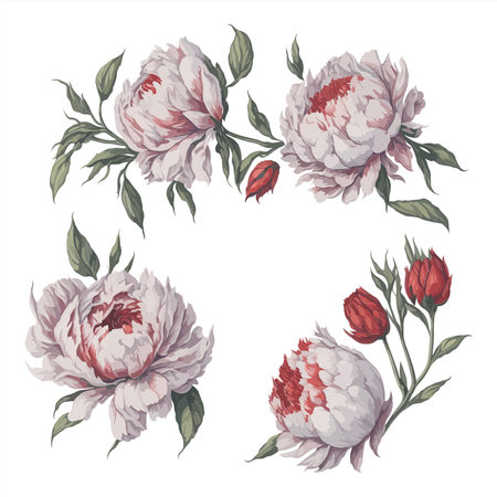 Peonies White Red Watercolor Flower Arrangement Collection.のイラスト素材