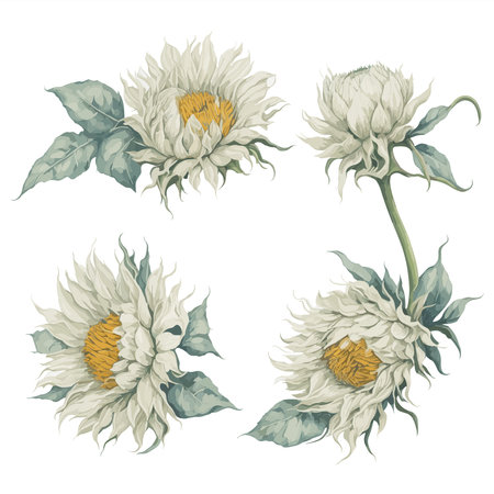 Sunflower White Watercolor Flower Arrangement Collection.のイラスト素材