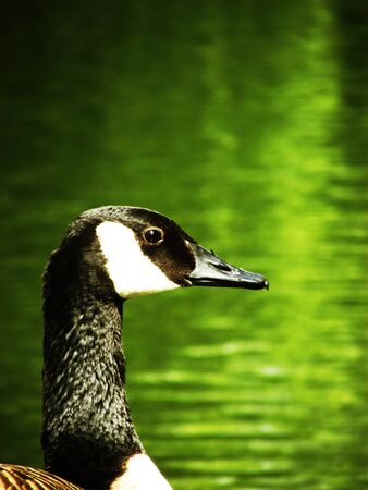 A Gooseの写真素材