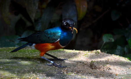 Finding foodの写真素材