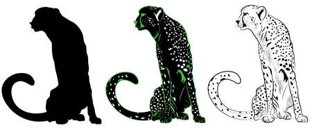 Cheetahのイラスト素材
