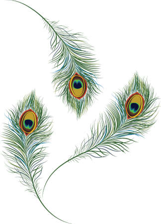 Peacock feathersのイラスト素材