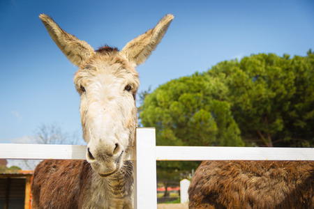 Lovely grey and white donkey at the fence