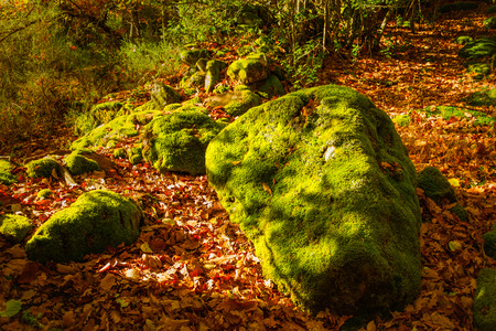 Autumn landscape green moss on the stones among the foliageの写真素材