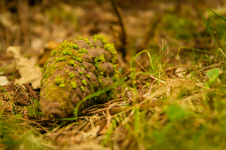 Pine cone on the ground with green moss over itの写真素材