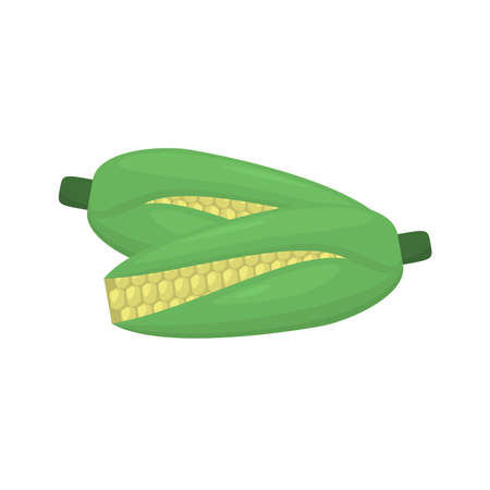 Illustration vector of cornのイラスト素材