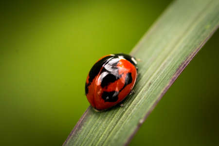 Ladybug on a Leafの写真素材