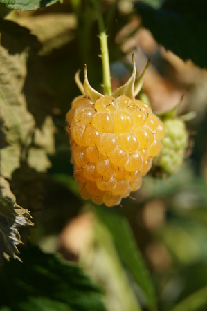 Yellow raspberry on a branch