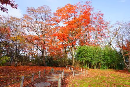 Japanese garden at momiji park, Nagaoka City . Niigata Pref., Japanの写真素材