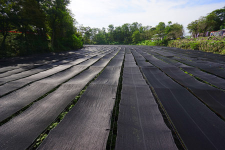 Daio Wasabi Farm, Azumino City, Nagano Pref., Japanの写真素材