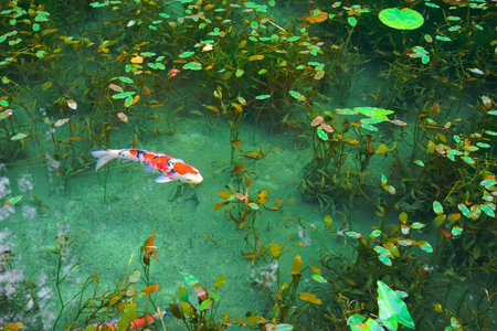 Monet's pond, Seki City, Gifu Pref., Japanの写真素材