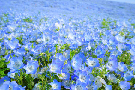 Nemophila, Hitachi sea side park, Ibaraki Pref.,Japanの写真素材