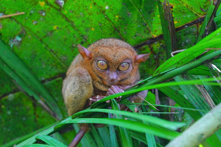 Philippine tarsier, Bohol Island, Philippineの写真素材
