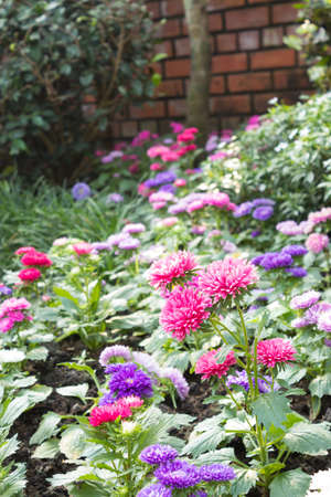 pink and purple zinnia flowers in gardenの写真素材