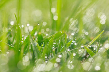 Water drops on grass with bokeh backgroundの写真素材