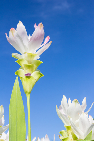 White siam tulip with sky backgroundの写真素材