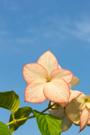 Pink  Dona Luz ( Queen Sirikit ) Flowerの写真素材