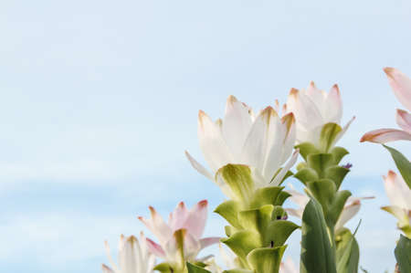 Pink siam tulipの写真素材